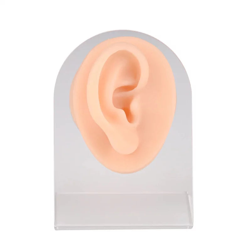 Ear Piercing Silicone Model